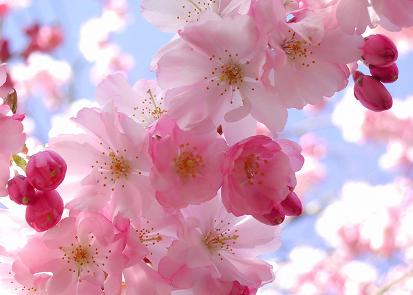 桃花運