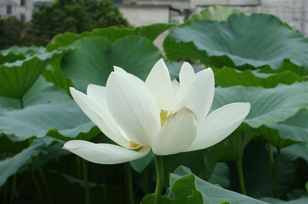 清淨