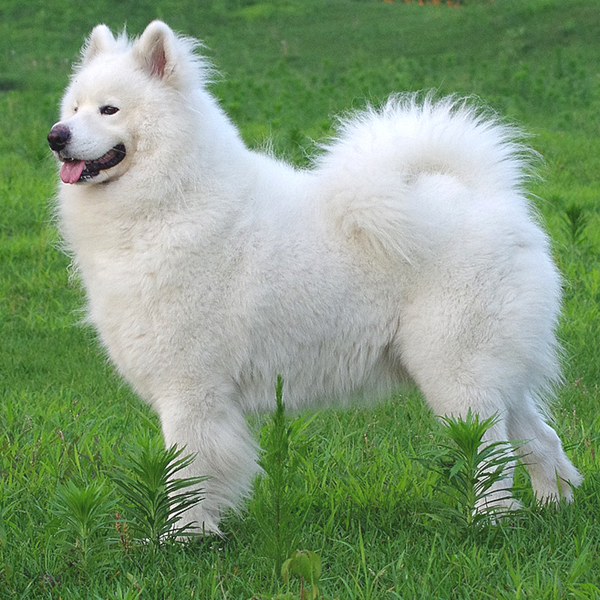 白狗