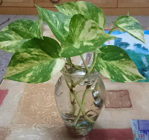 风水,花艺1