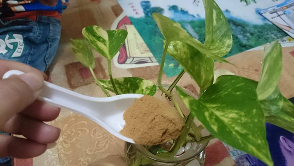 风水,花艺2