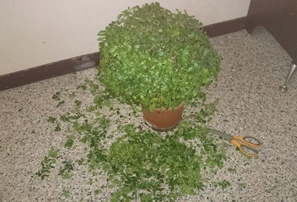 风水,花艺7