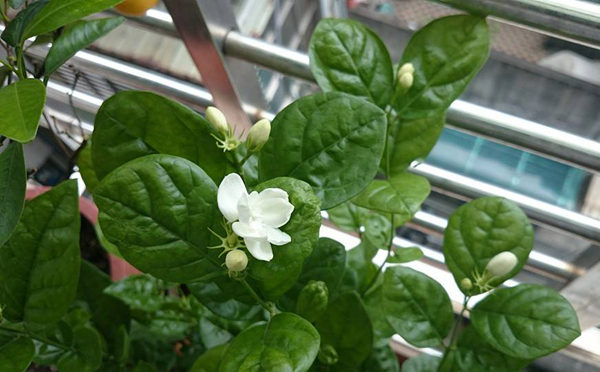 风水,花艺6