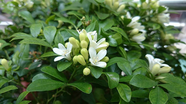风水,花艺11
