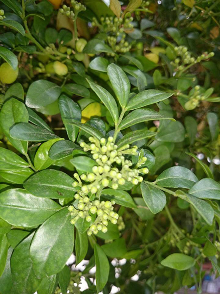 风水,花艺12