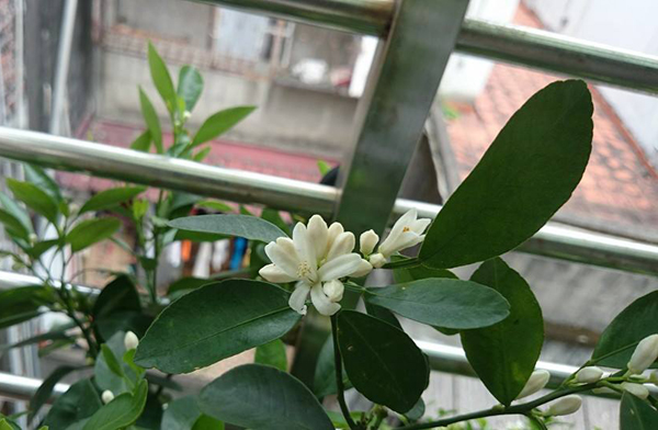 风水,花艺10