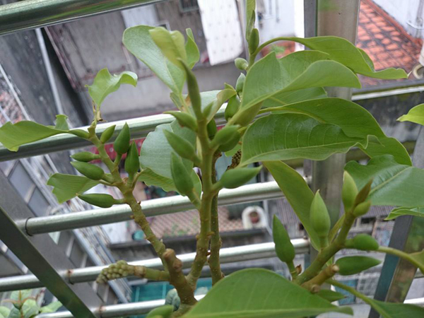 风水,花艺13