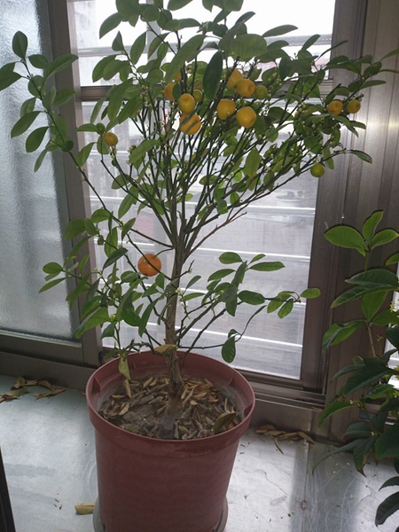 风水,花艺14