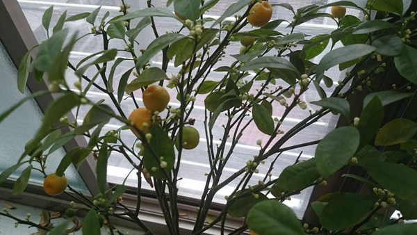 风水,花艺15