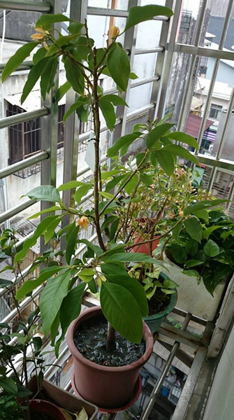 风水,花艺16