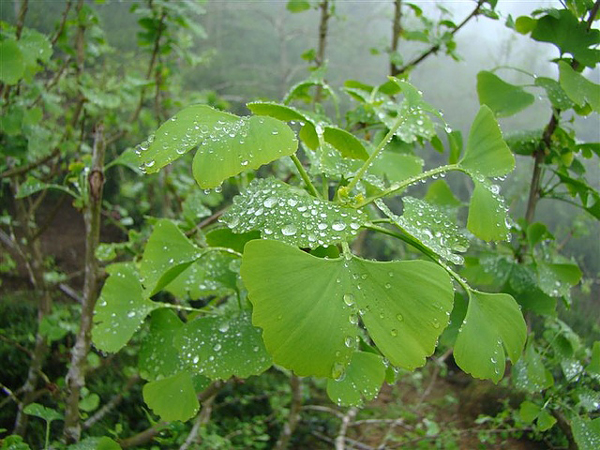 药草