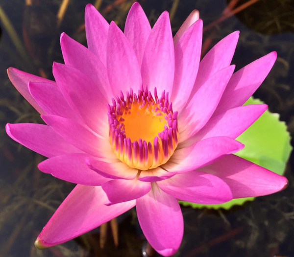 莲花