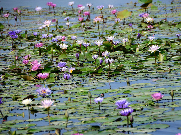蓮花