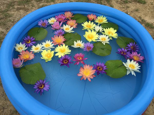 烟供法会,莲花供养