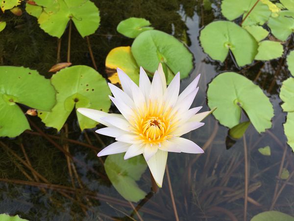 蓮花