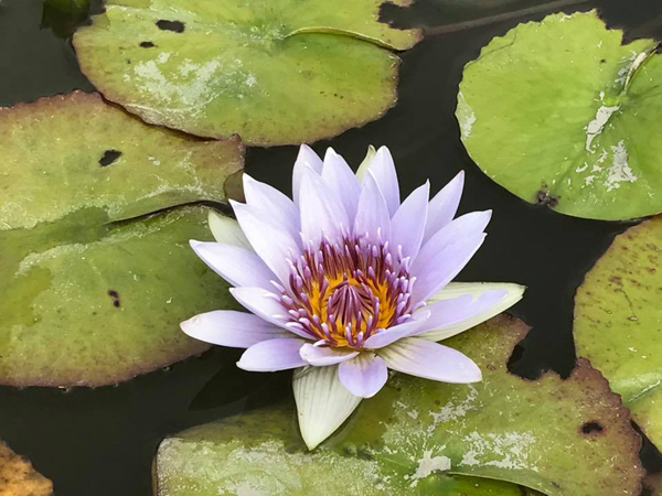 蓮花