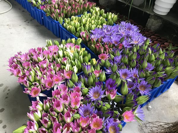 莲花3