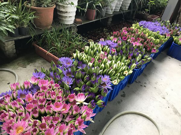 莲花4
