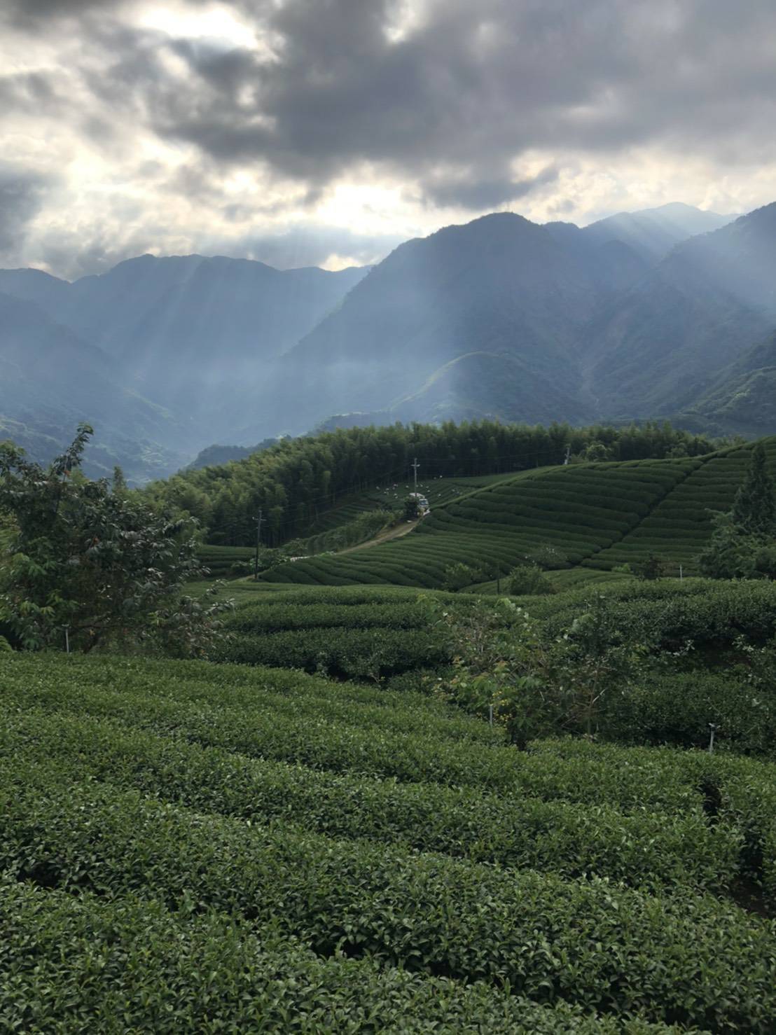 杉林溪高山茶,高山茶,台灣高山茶