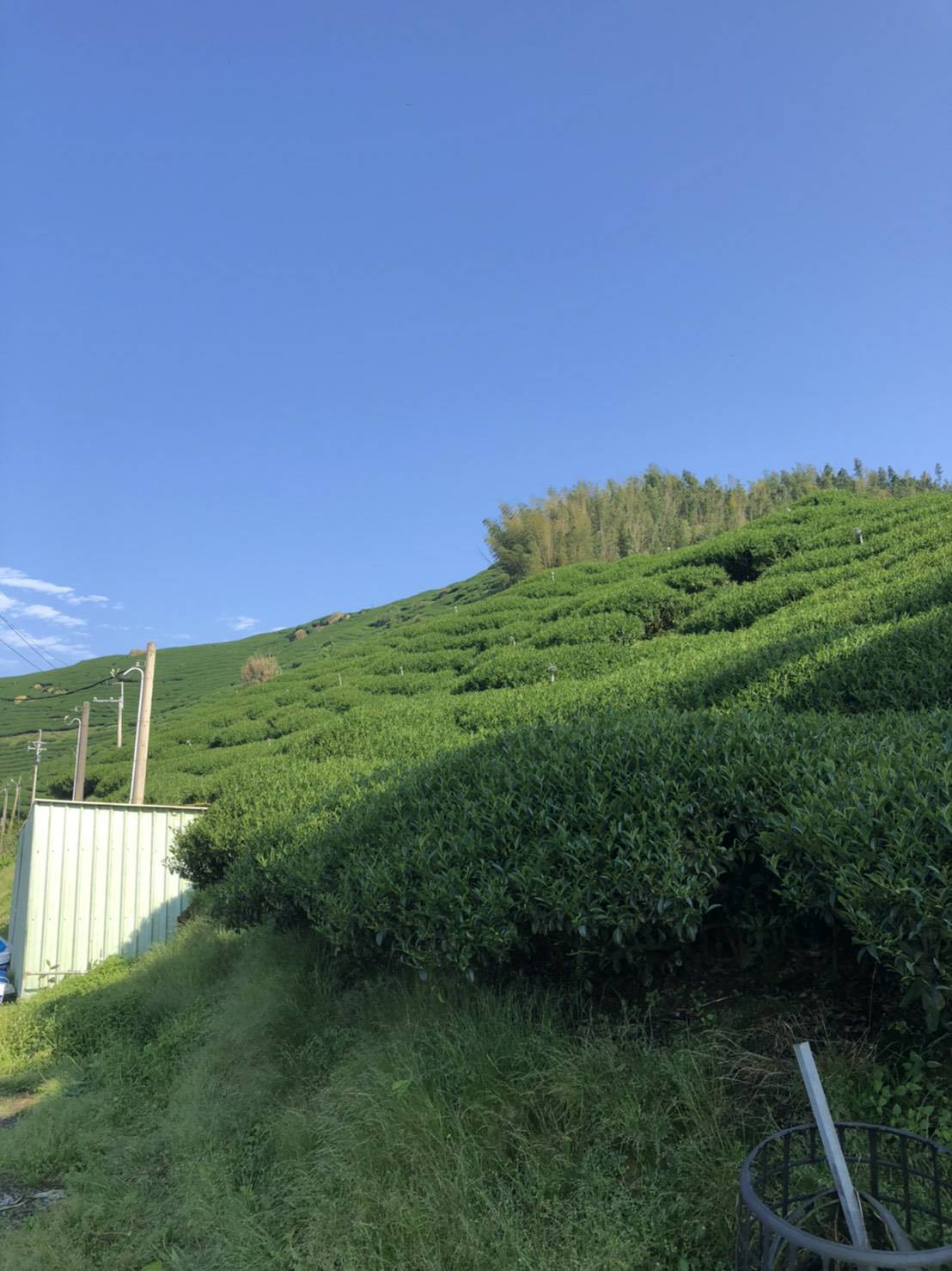 杉林溪高山茶,高山茶,台灣高山茶1