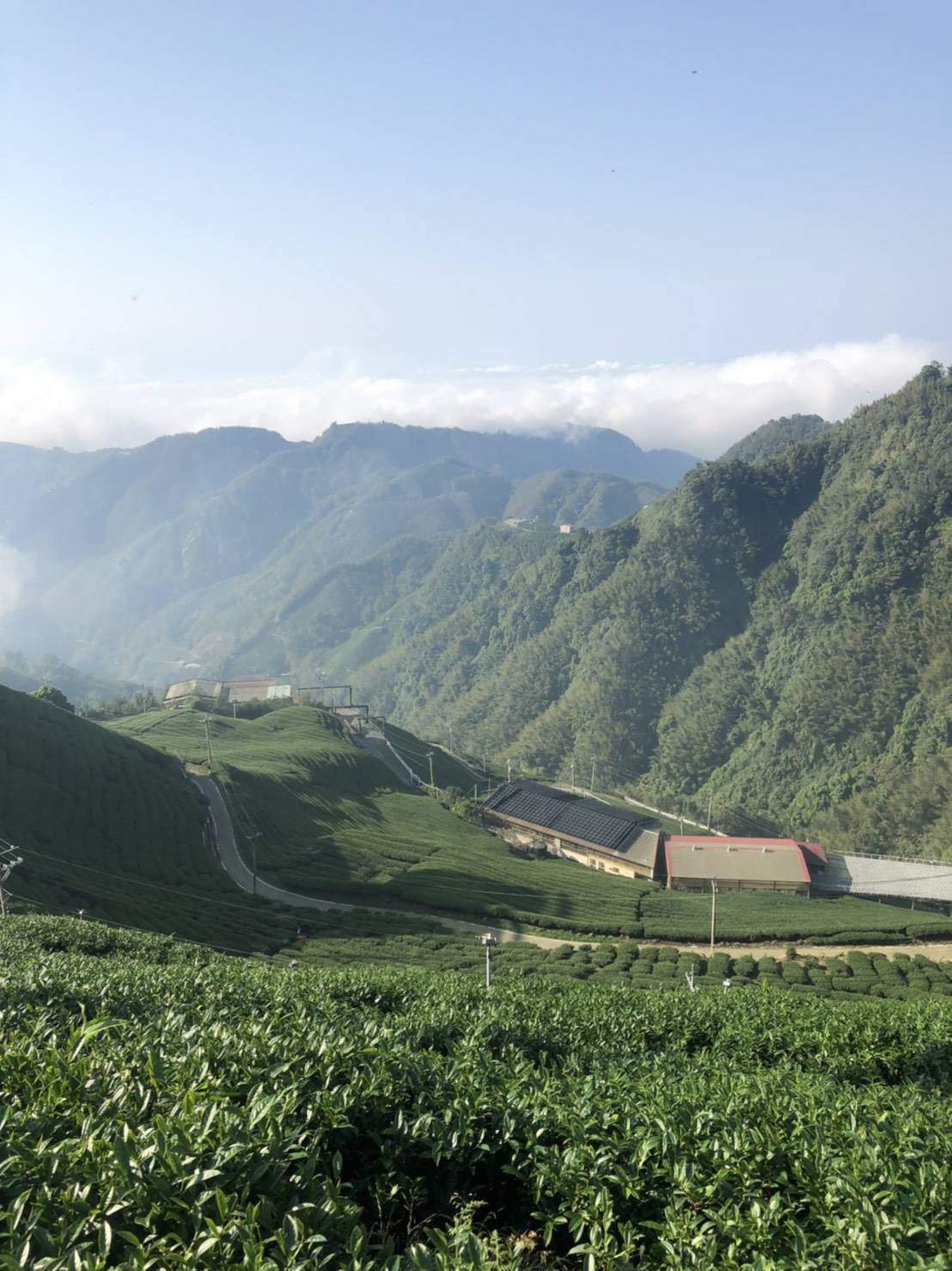 杉林溪高山茶,高山茶,台灣高山茶2
