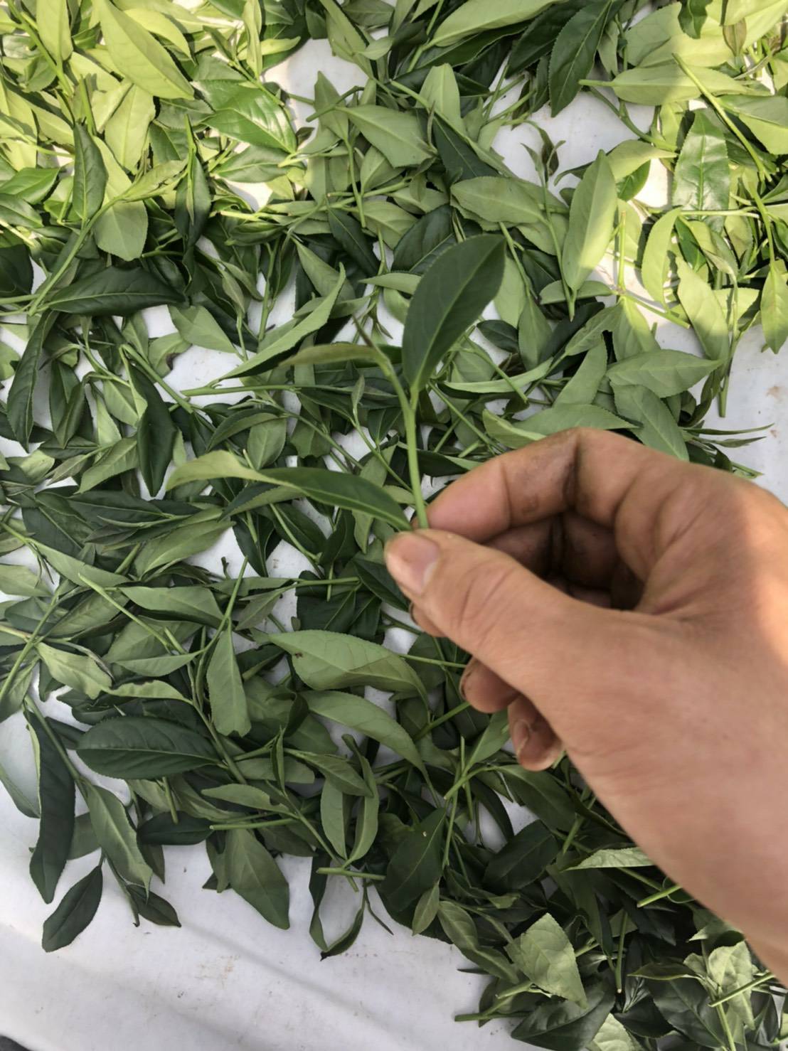 杉林溪高山茶,高山茶,台灣高山茶3