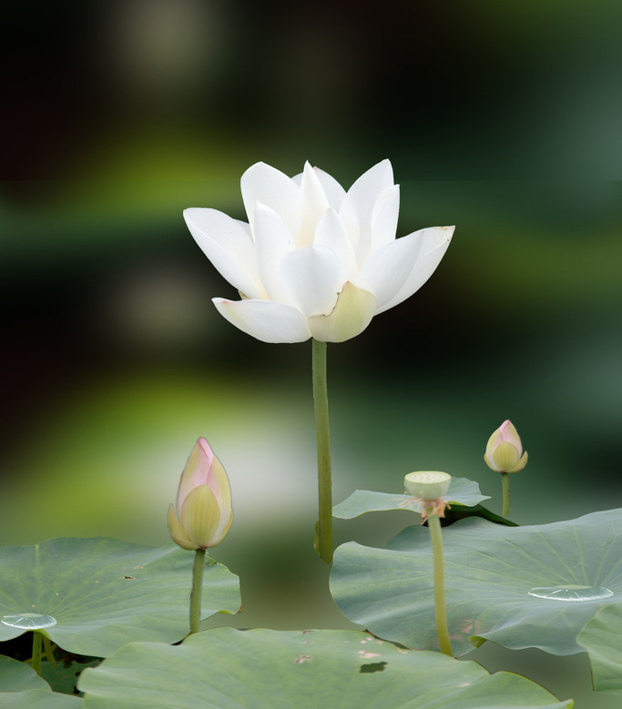 ����O�L�γq�D